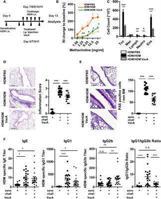 Treatment with Helicobacter pylori-derived VacA attenuates allergic airway disease